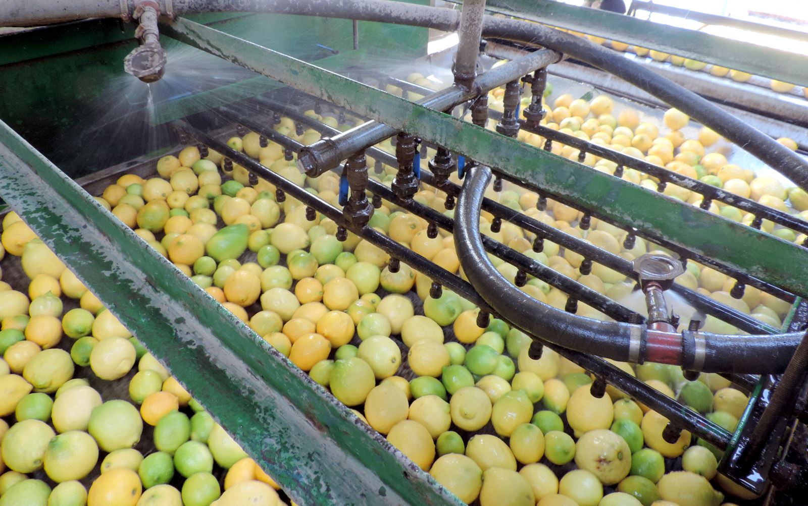 The Citrus Growers Association will maximise the longterm p